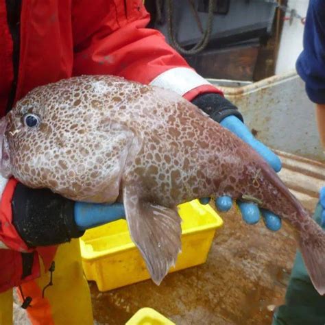 治平水滴魚|軟隱棘杜父魚